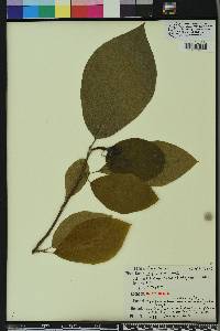 Magnolia acuminata image