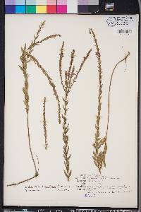 Lythrum alatum var. lanceolatum image
