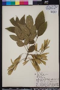 Fraxinus profunda image