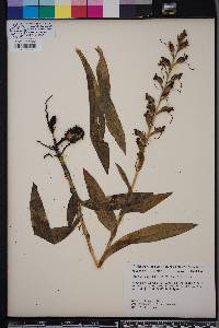 Habenaria quinqueseta image