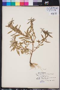 Rotala ramosior image