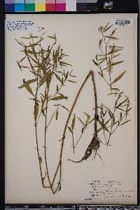 Ludwigia decurrens image