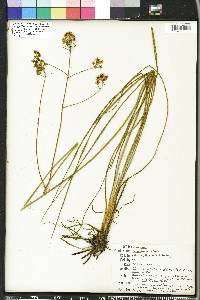 Schoenolirion albiflorum image