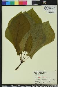 Magnolia pyramidata image