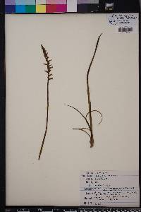 Spiranthes praecox image