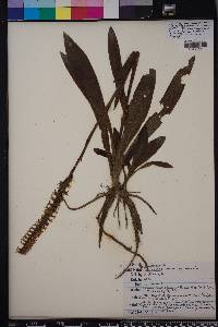 Spiranthes odorata image