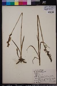 Spiranthes praecox image