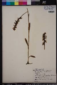 Spiranthes odorata image