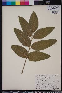 Fraxinus profunda image