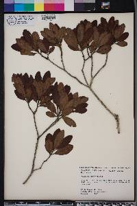 Myrica heterophylla image