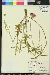 Callirhoe papaver image