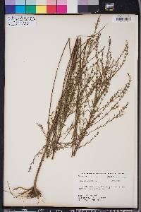 Lythrum lineare image