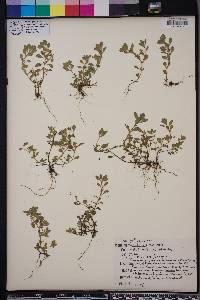 Ludwigia spathulata image