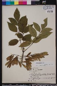 Fraxinus pauciflora image