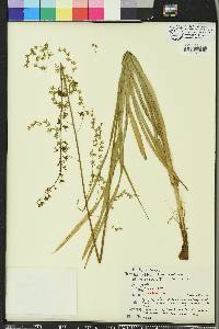 Stenanthium gramineum image