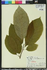 Magnolia acuminata image