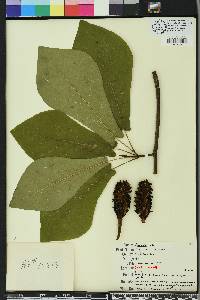 Magnolia pyramidata image