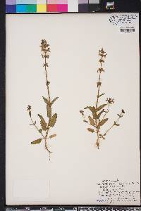 Stachys floridana image