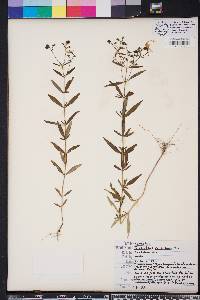 Trichostema setaceum image