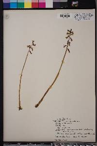 Corallorhiza wisteriana image