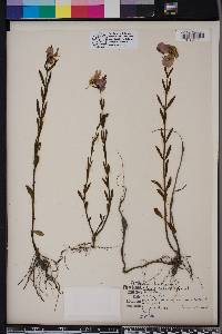 Rhexia cubensis image