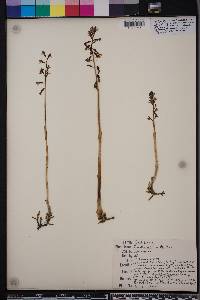 Corallorhiza wisteriana image