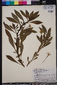 Ludwigia grandiflora image