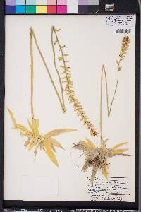Aletris lutea image