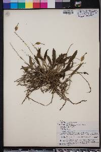 Epidendrum conopseum image