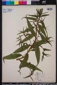 Ludwigia decurrens image