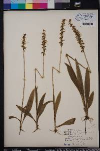 Spiranthes odorata image