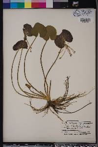 Nymphoides aquatica image