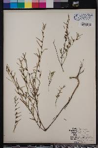 Ludwigia linearis image