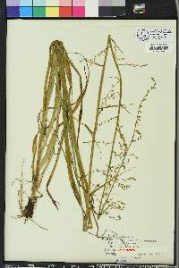 Stenanthium gramineum image