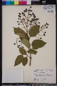 Ligustrum lucidum image