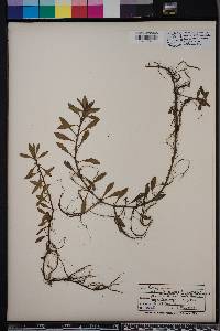 Ludwigia repens image