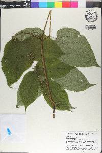 Aralia racemosa image