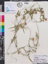 Araujia angustifolia image