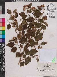 Physocarpus opulifolius var. intermedius image