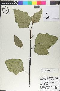 Solanum aethiopicum image