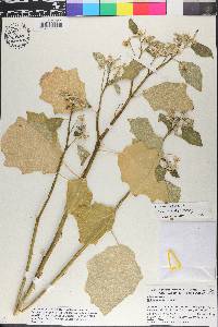 Solanum viride image