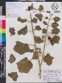 Solanum capsicoides image