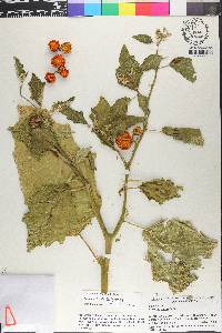 Solanum viride image