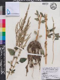 Amaranthus spinosus image