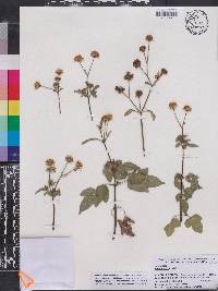 Bidens alba image