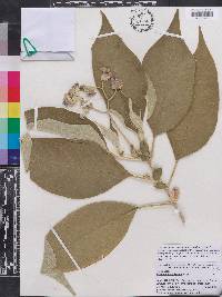 Solanum mauritianum image