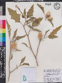 Datura stramonium image