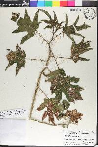 Solanum acerifolium image