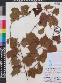 Vitis rotundifolia image