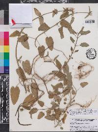 Stachys floridana image